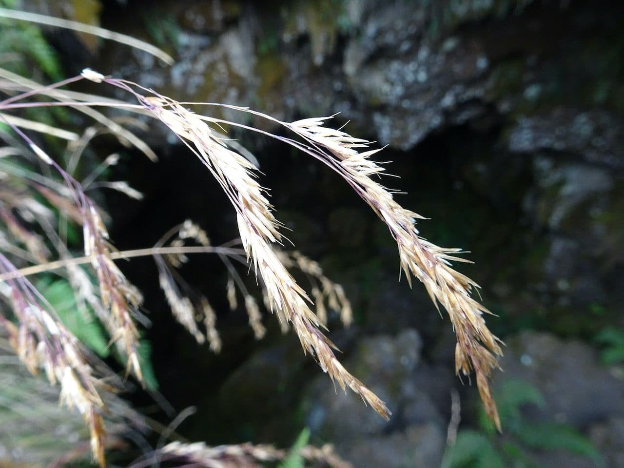 Festuca