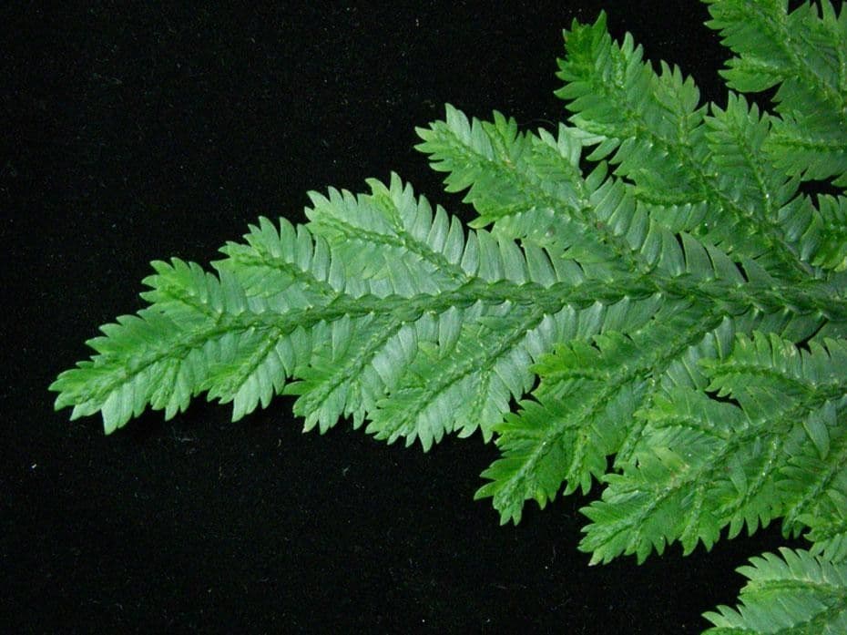 Selaginella oaxacana 9