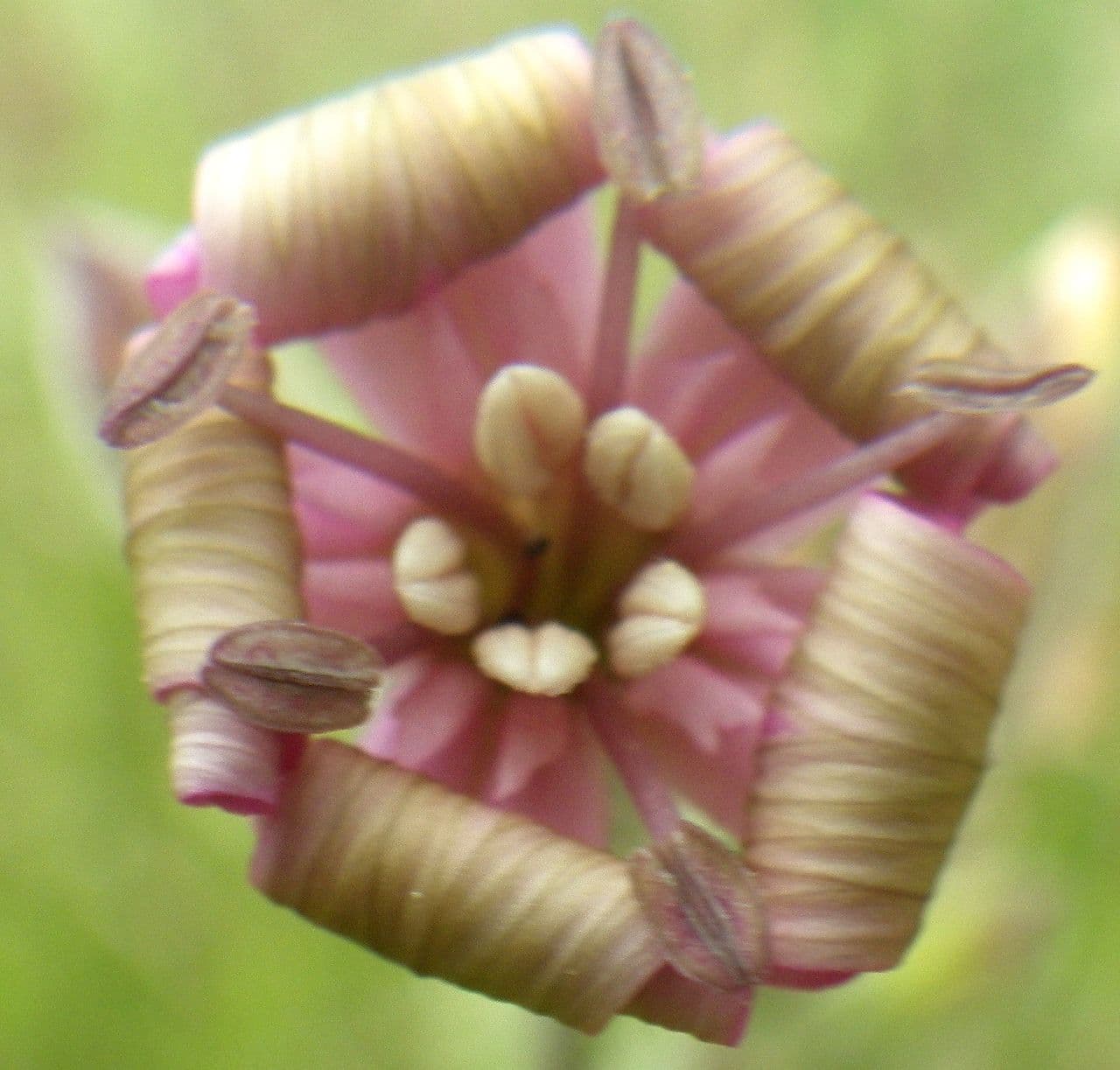 Silene 4
