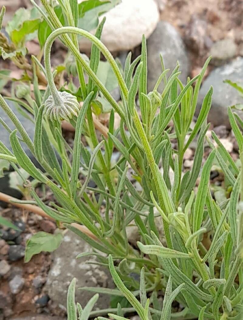 Gaillardie 8