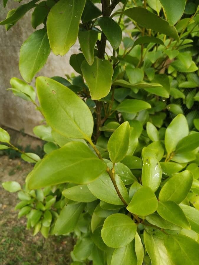 Griselinia 17