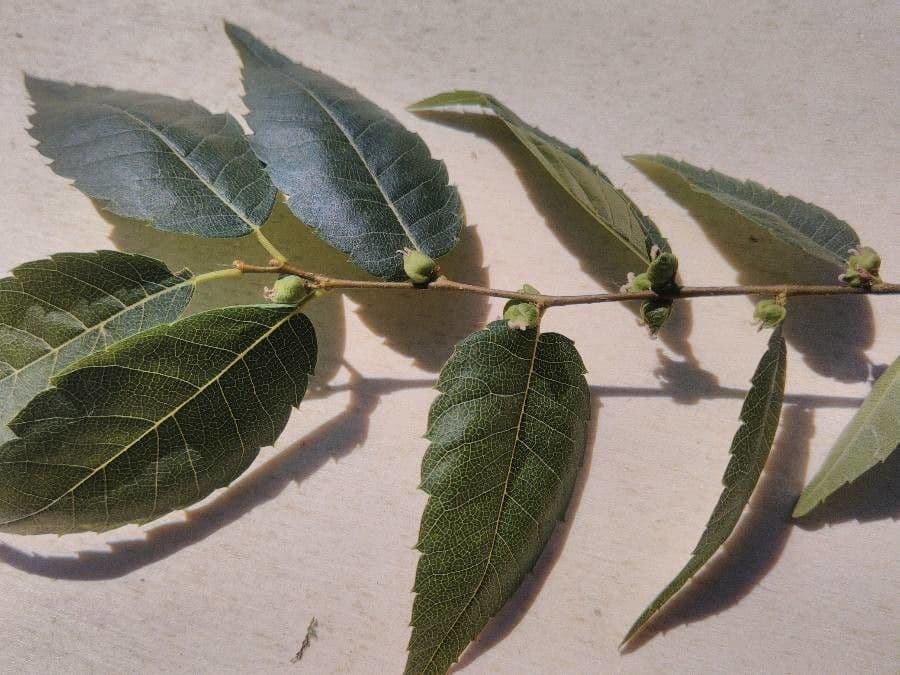 Zelkova 9