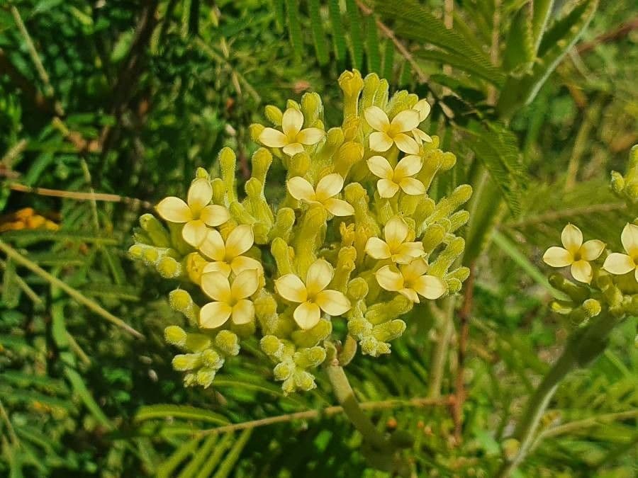 Kalanchoe 5