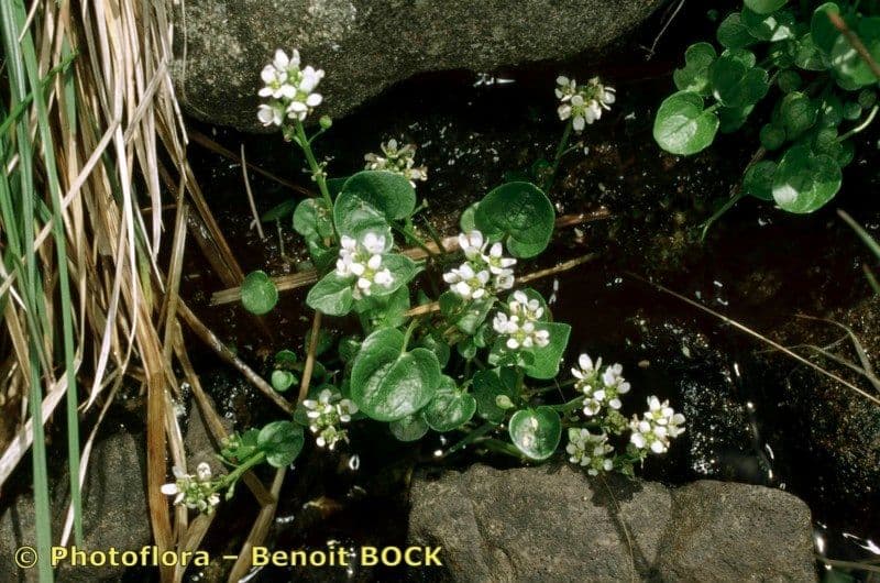 Cochlearia pyrenaica 14