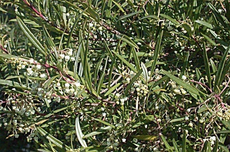 Ornithostaphylos
