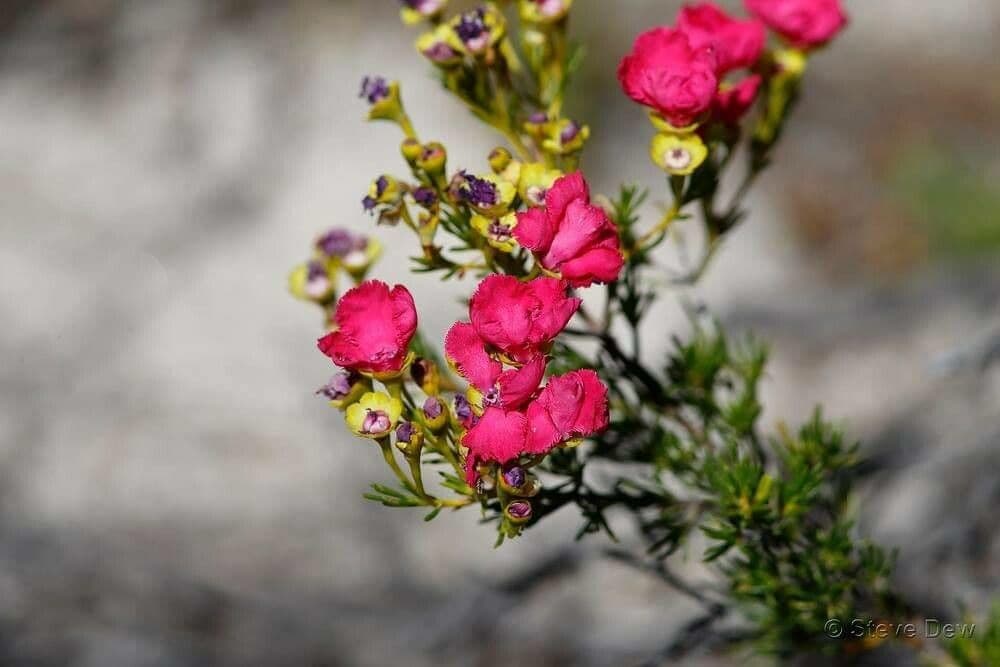 Pileanthus 3