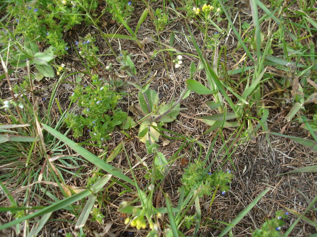 Draba lesná 15