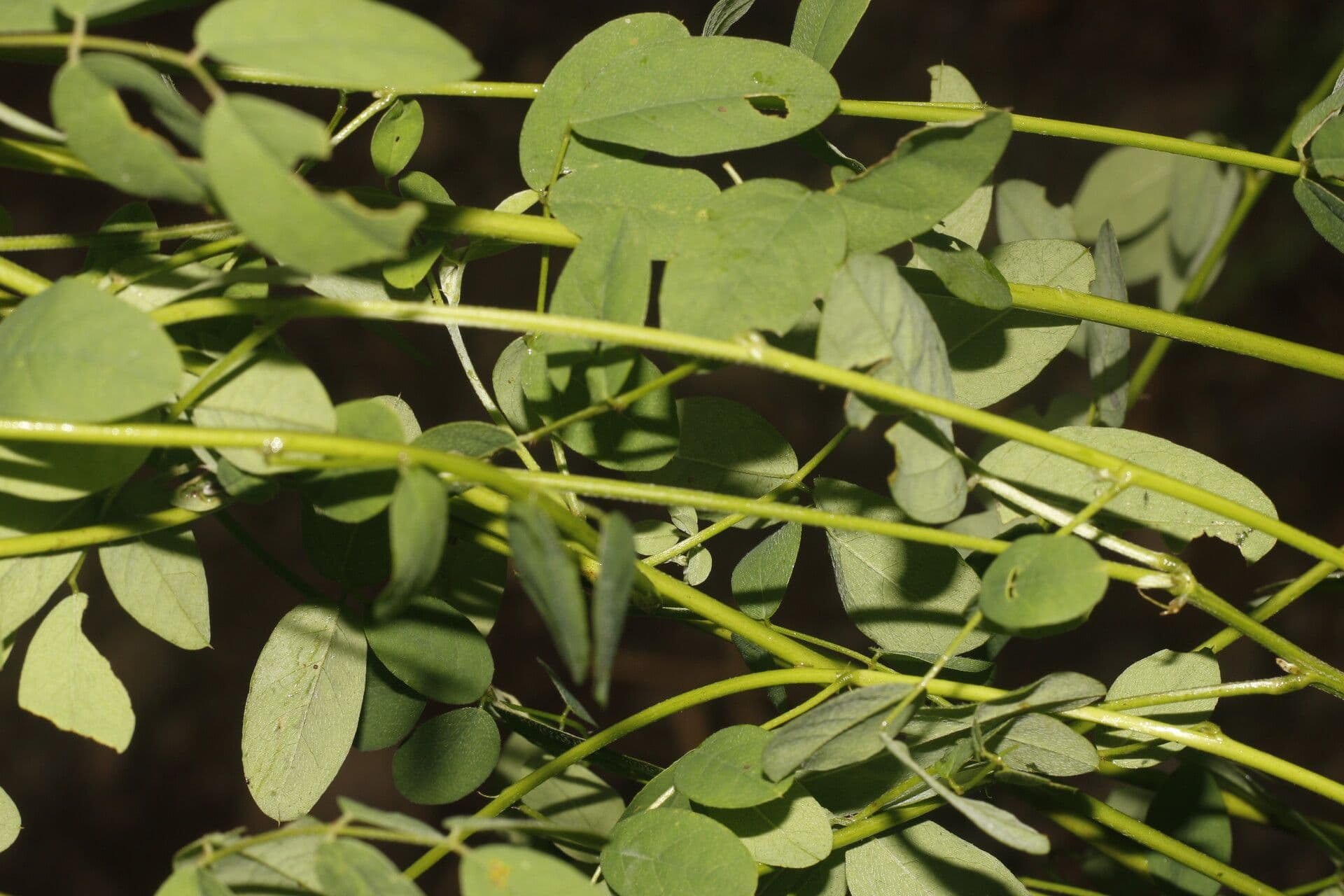 Indigofera 6