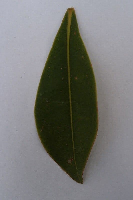Foetidia 27
