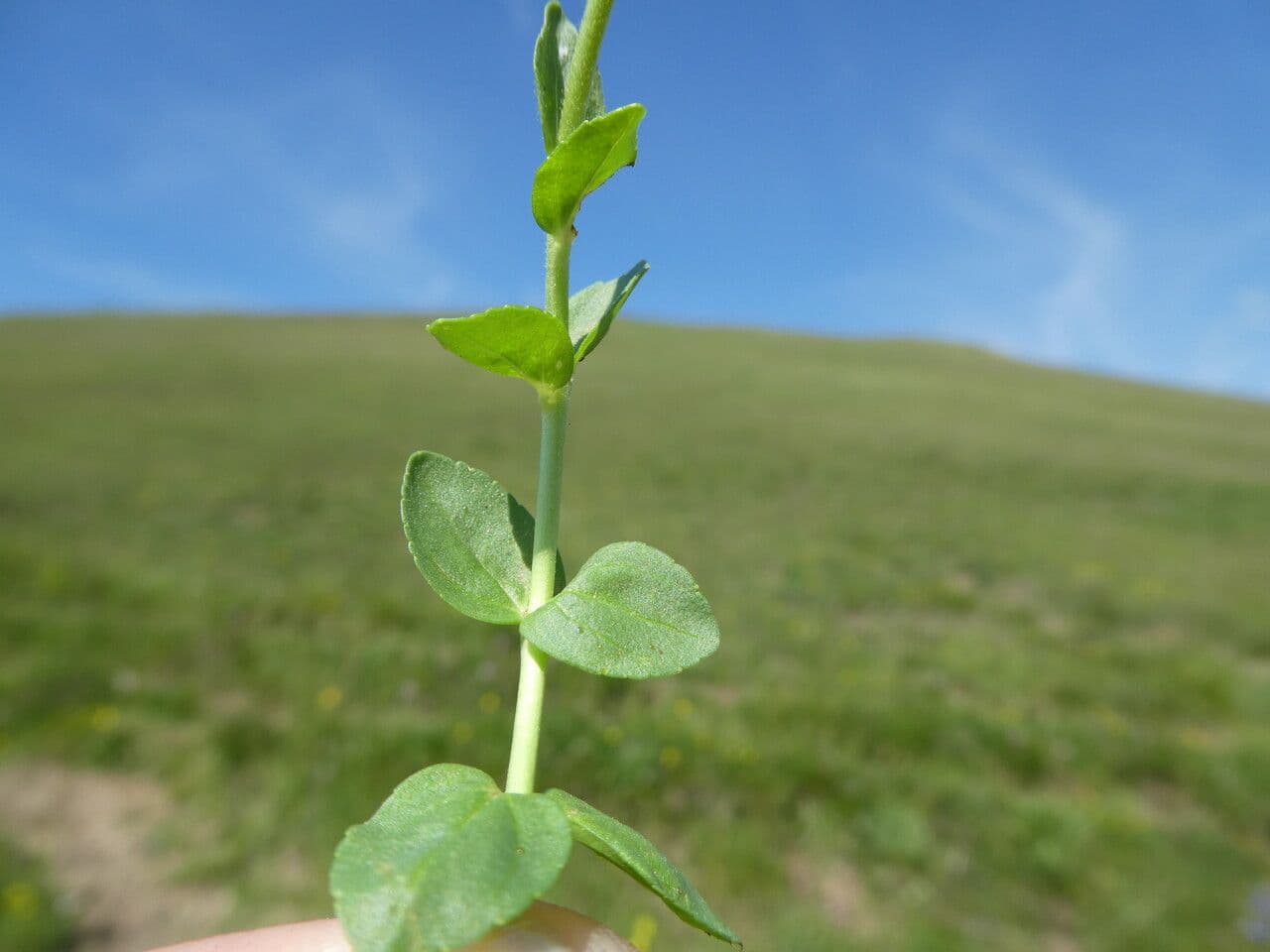 Veronica serpilifolia 22