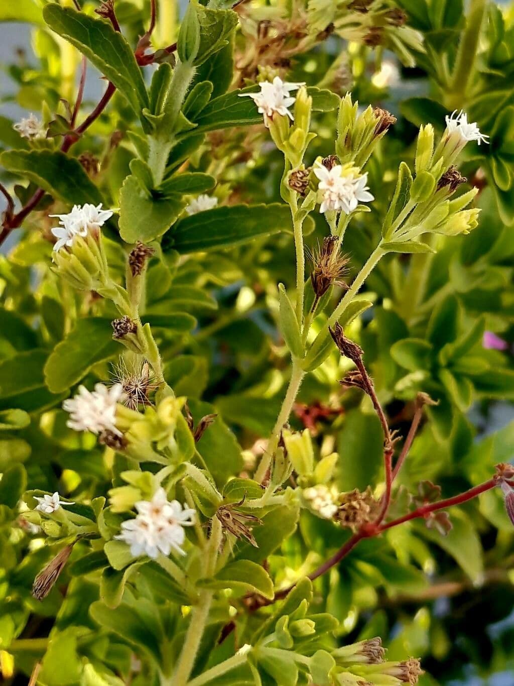 Stevia 3