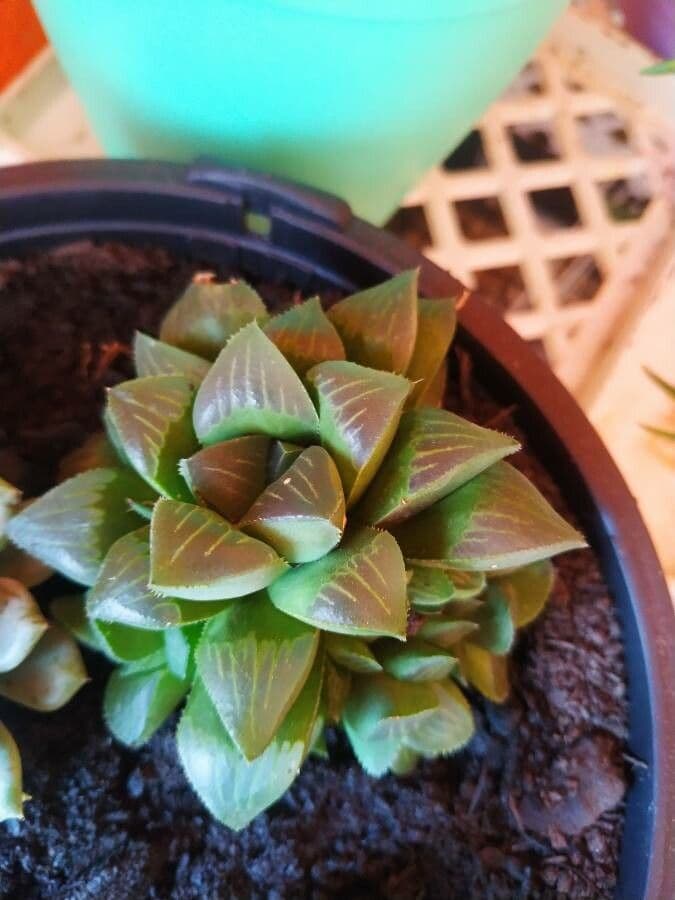 Hawortia 5