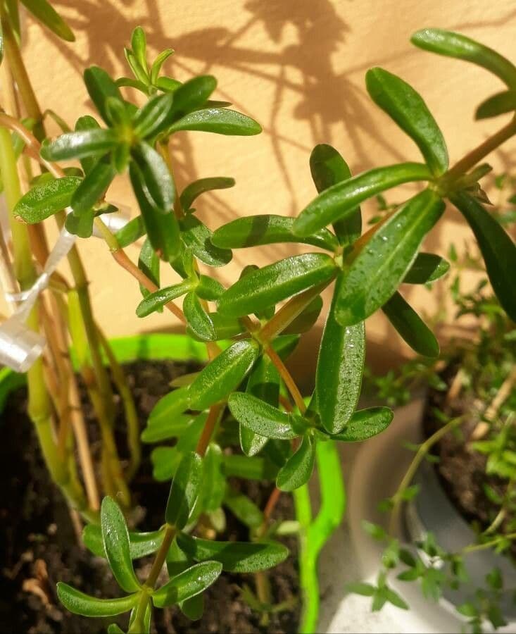 Peperomia 6