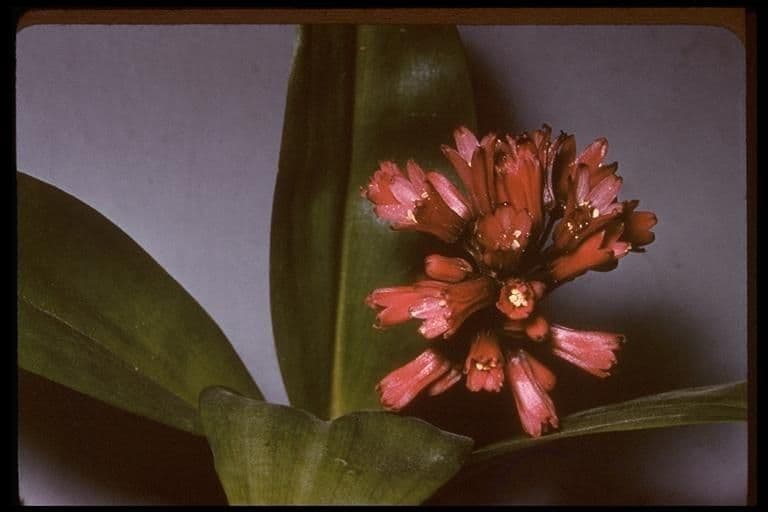 Klintonia 17