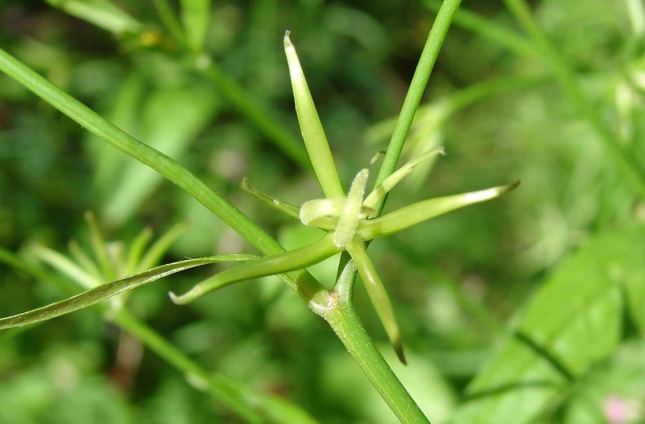 Rhagadiolus 12