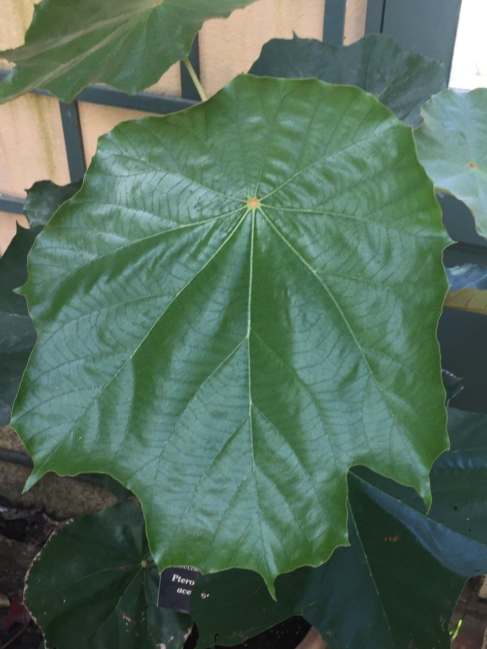 Pterospermum 10