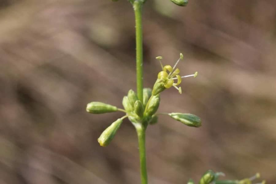 Silene 3