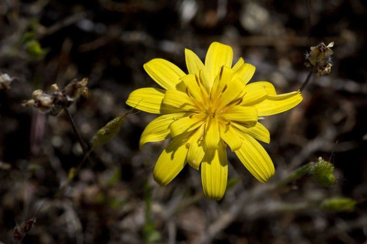 Agoseris annuale 10
