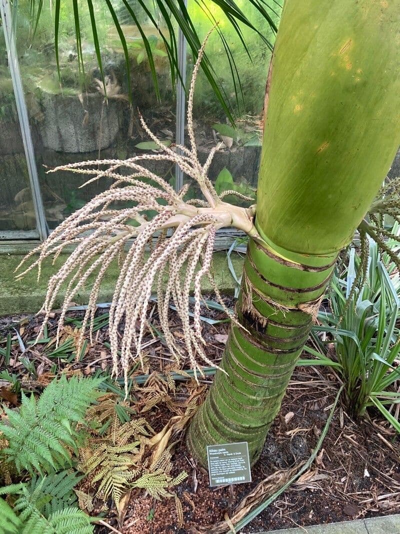 Palma Nikau 9