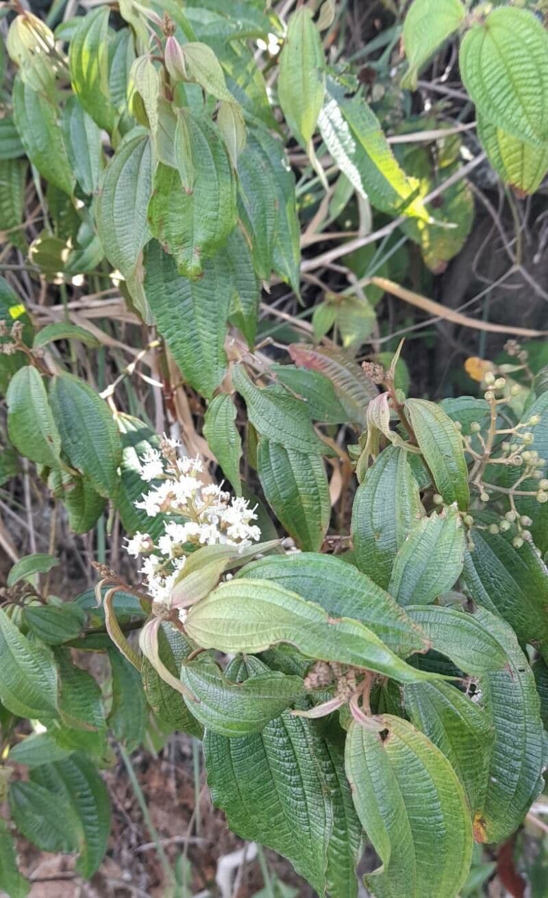 Miconia prasina 7