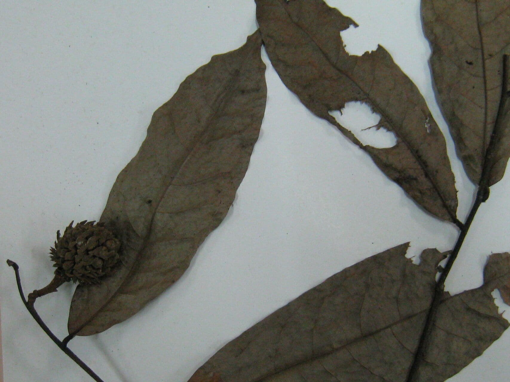 Duguetia 5