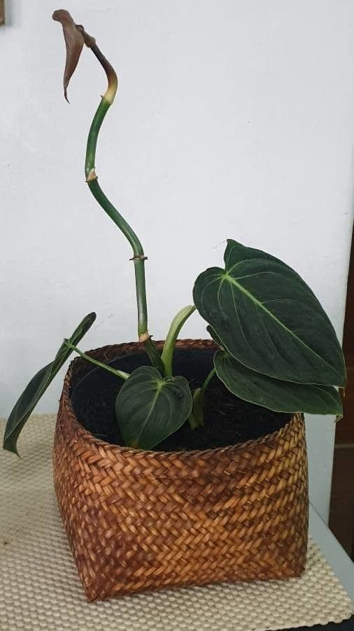 Schwarzgold-Philodendron 2