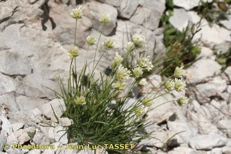 Sesleria 12