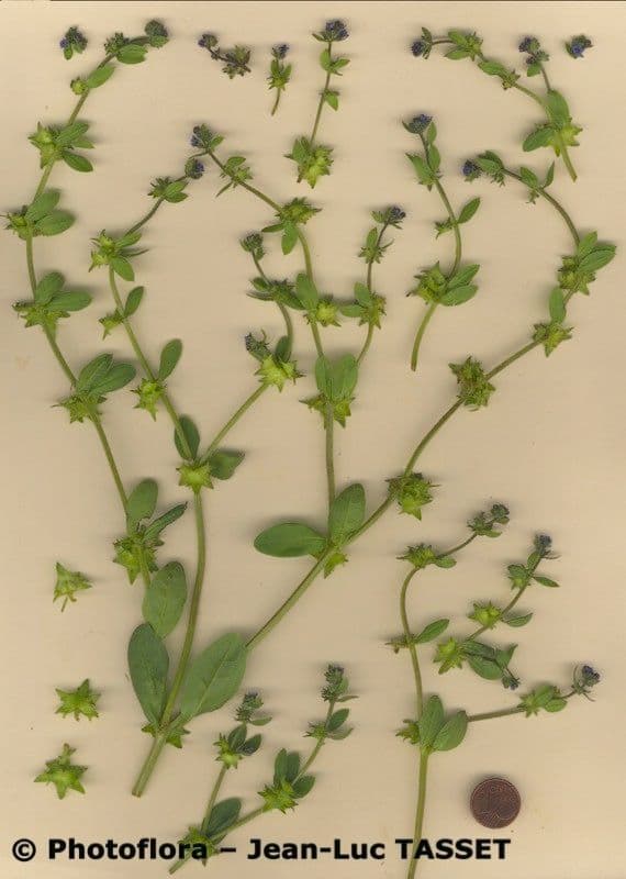 Lappola aspera 27