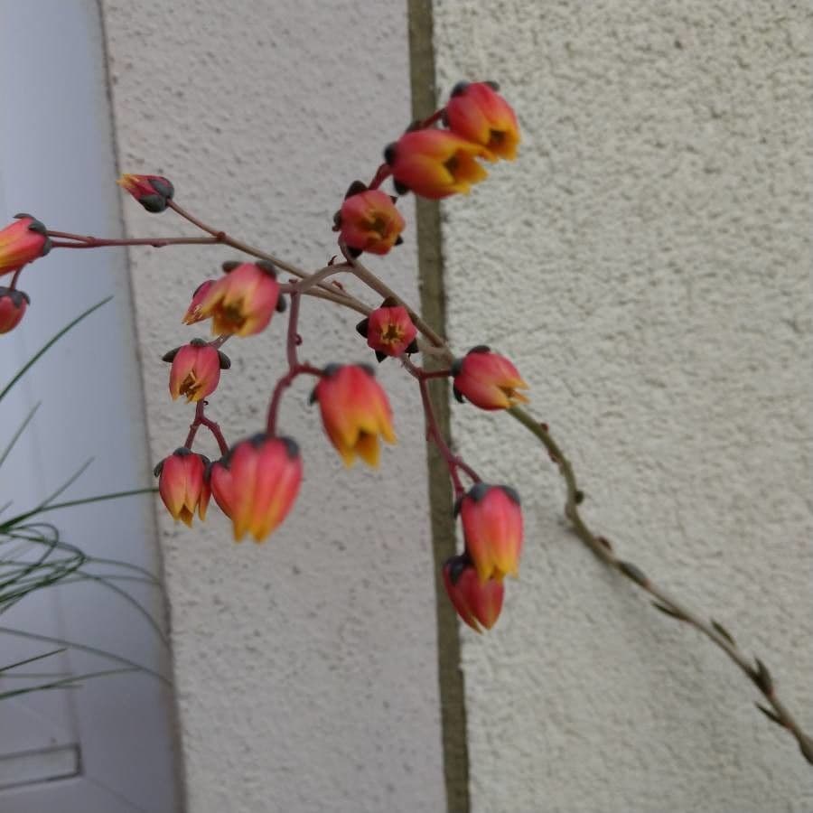 Echeveria 2