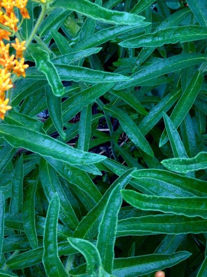 Asclepiade tuberosa 16
