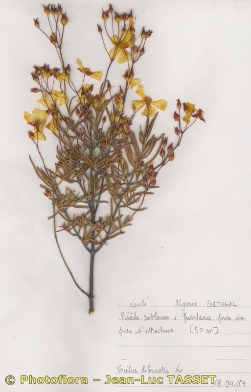 Cistus 19