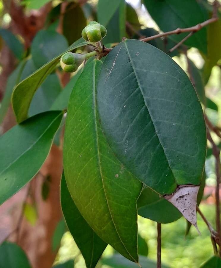 Myrcianthes pungens 8