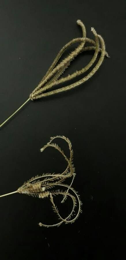 Urville-Paspalum 19