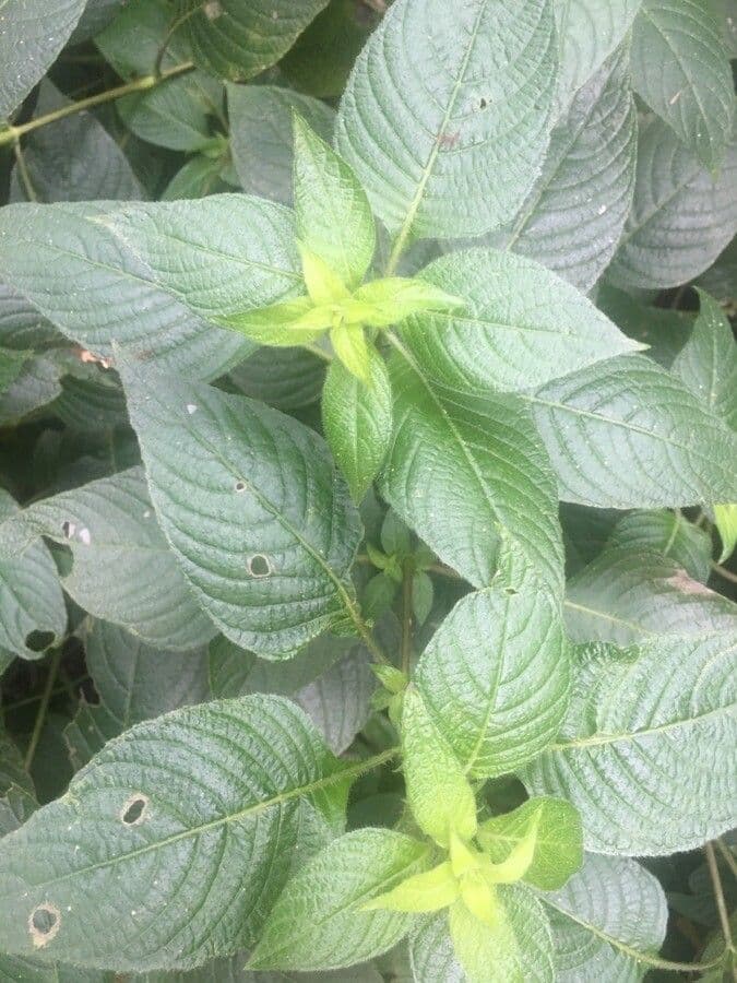 Ruellia 9