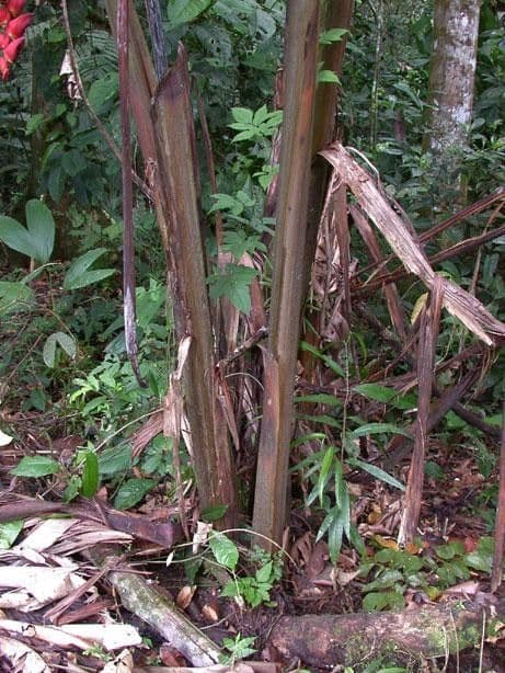 Helikonia brodata 14