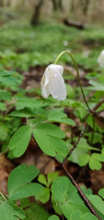 Glockenblume 6