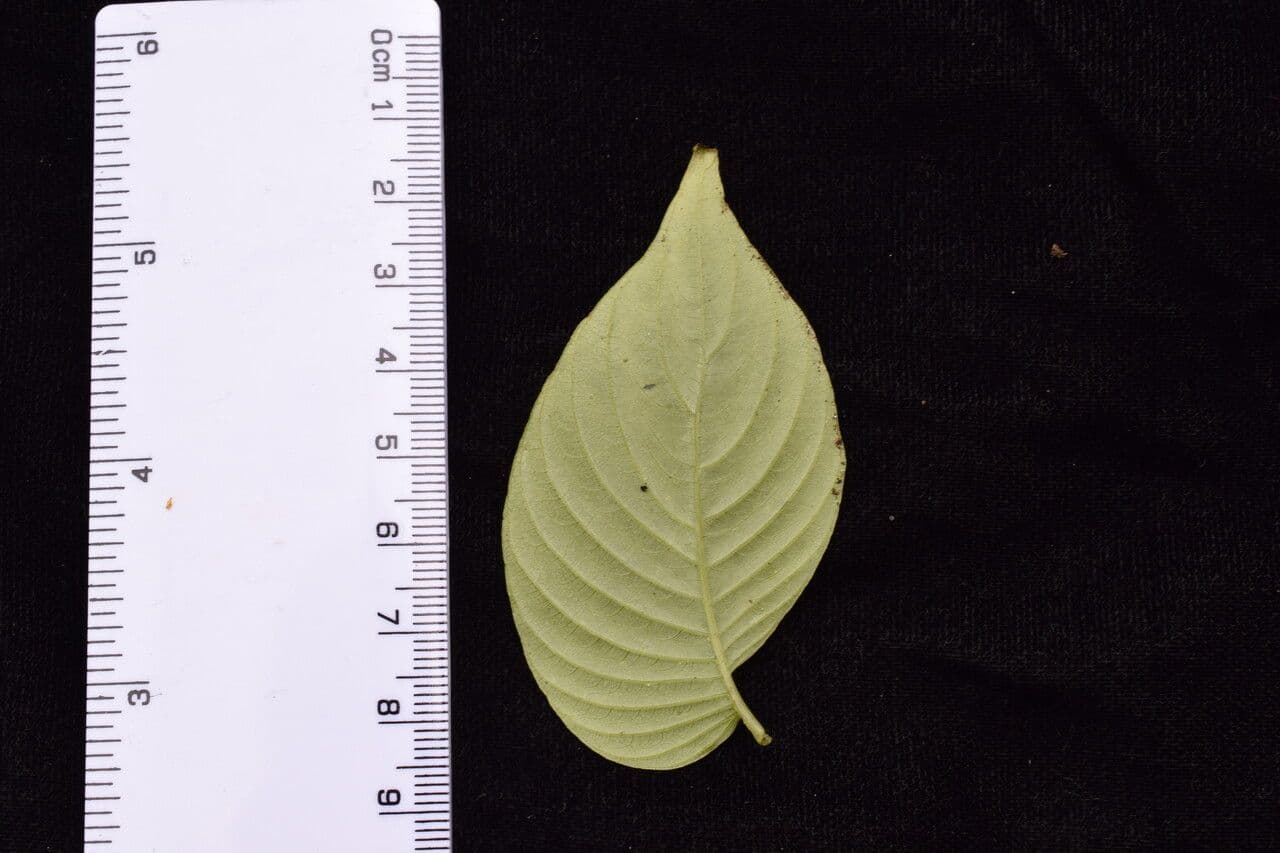Rhynchoglossum 12
