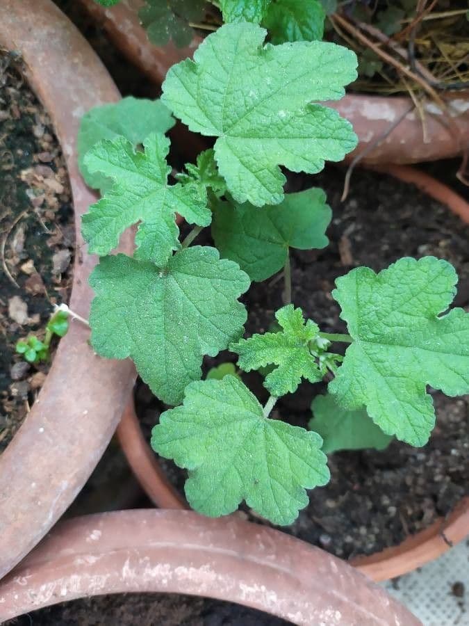 Anisodontea 9