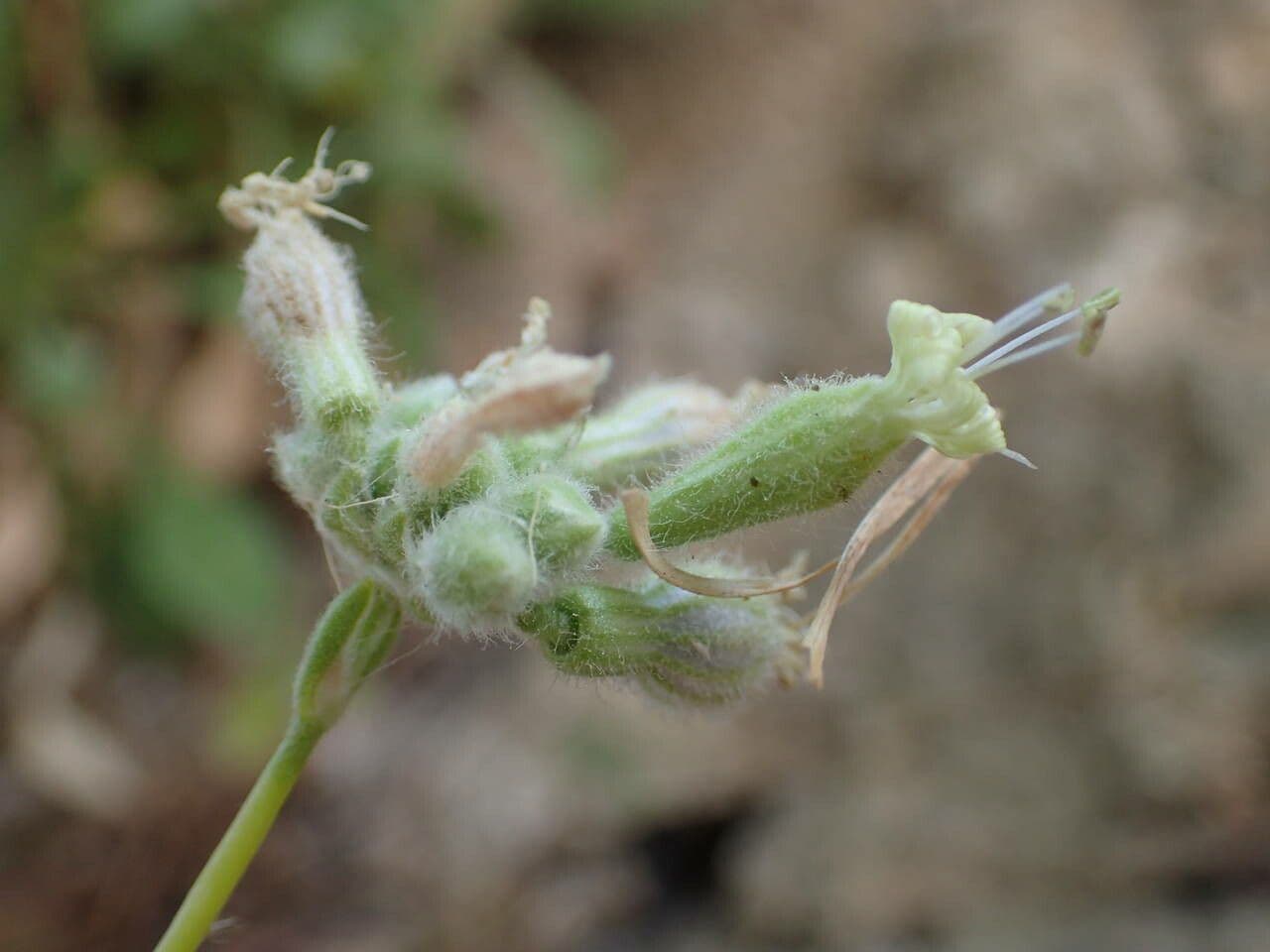 Silene agrupada 2