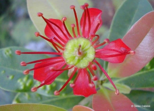 Xanthostemon 6