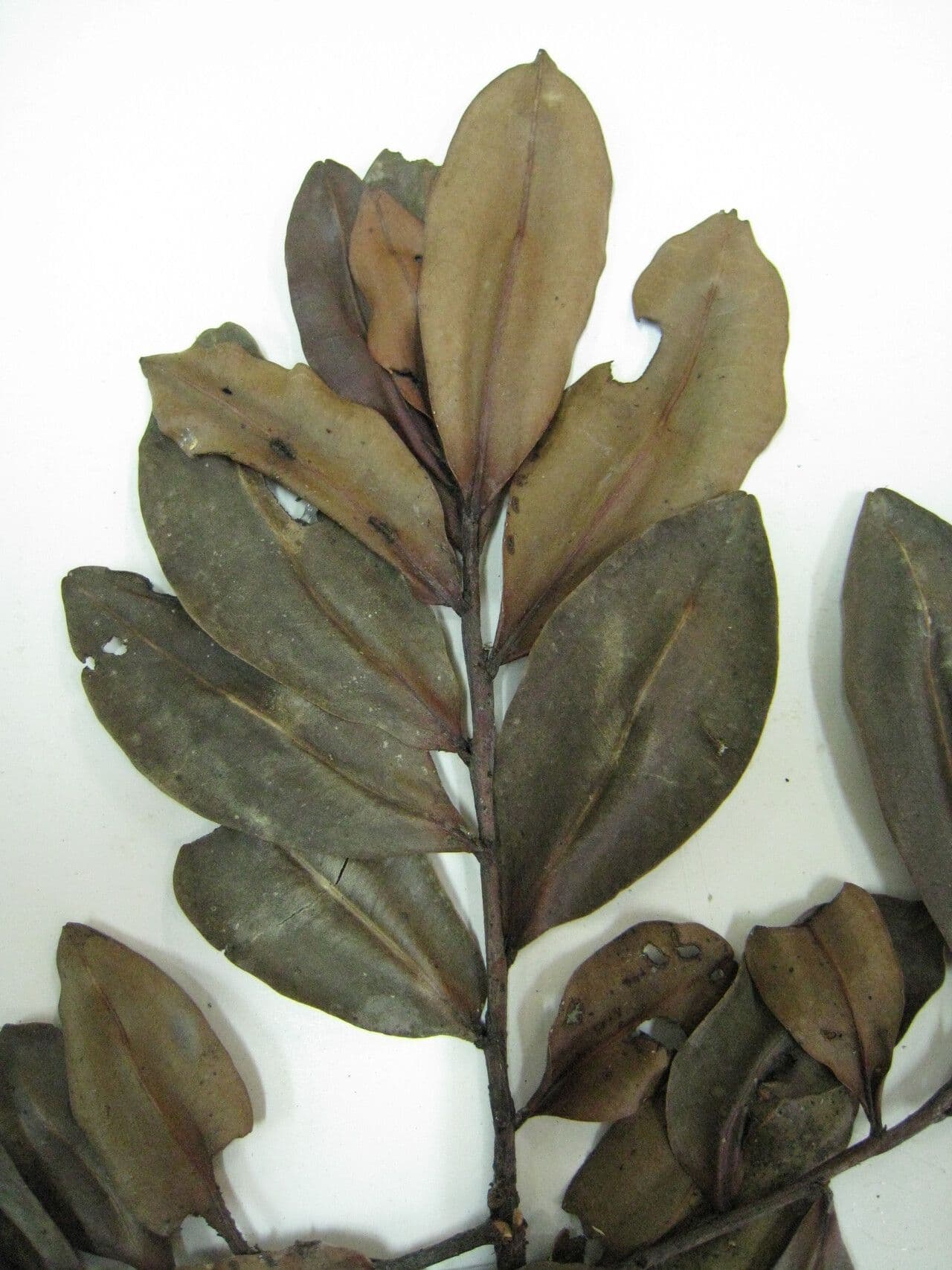 Humiria 11