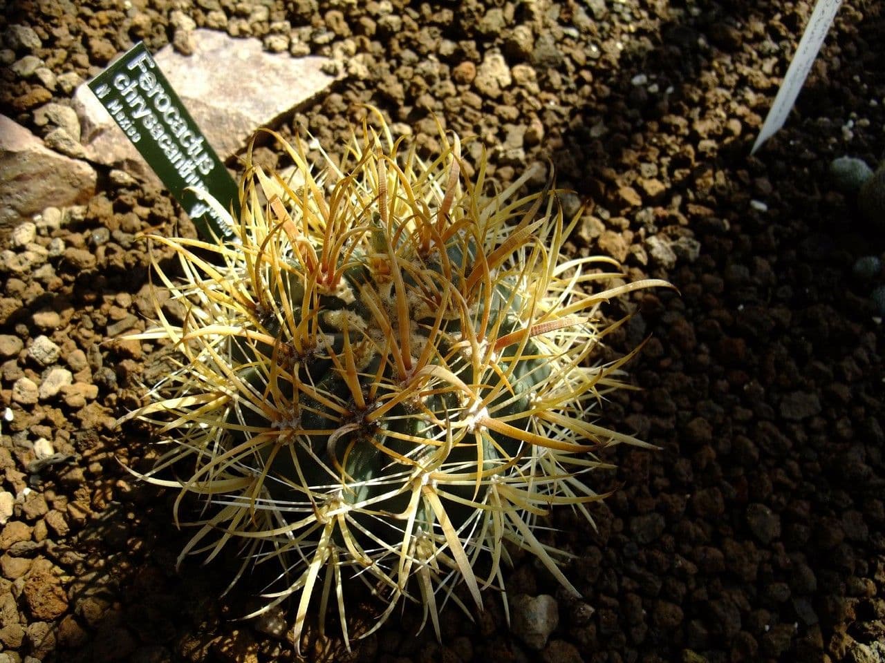 Ferocactus 3