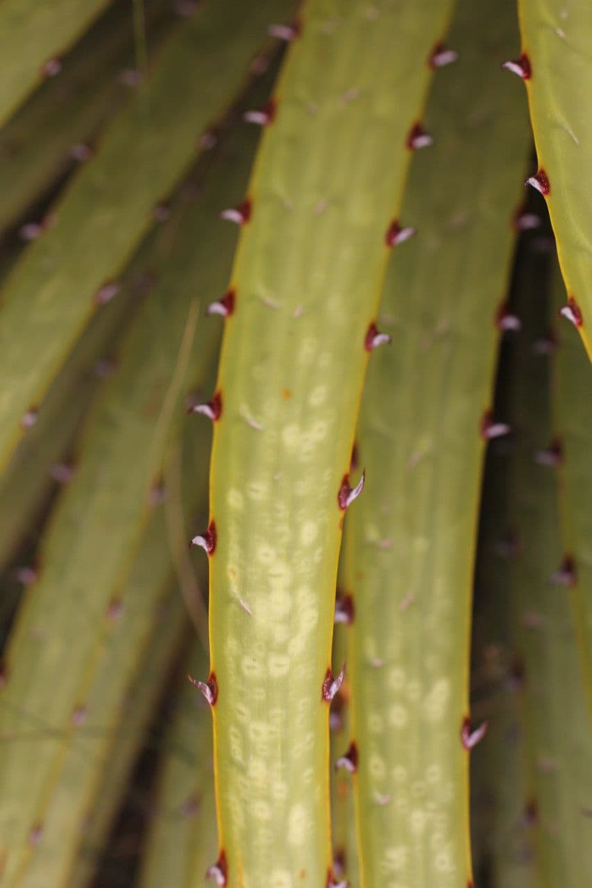 Puya raimondii 14