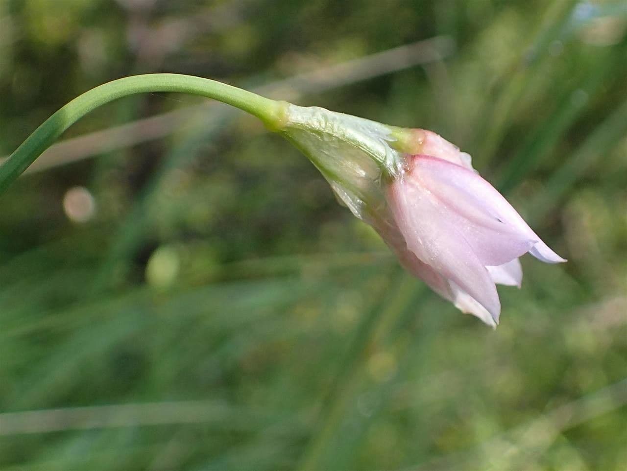 Aglio narciso 3