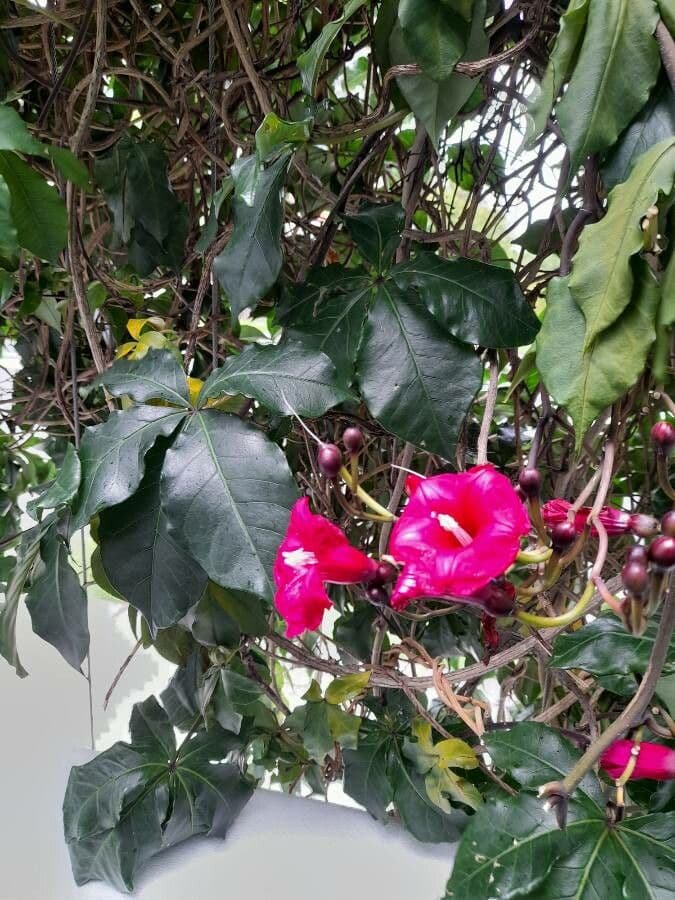 Ipomoea horsfalliae 3
