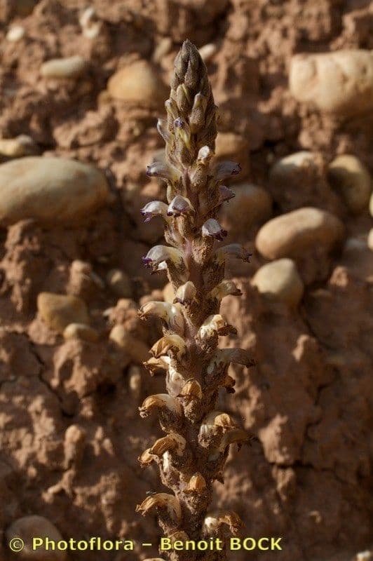 Australian broomrape 16