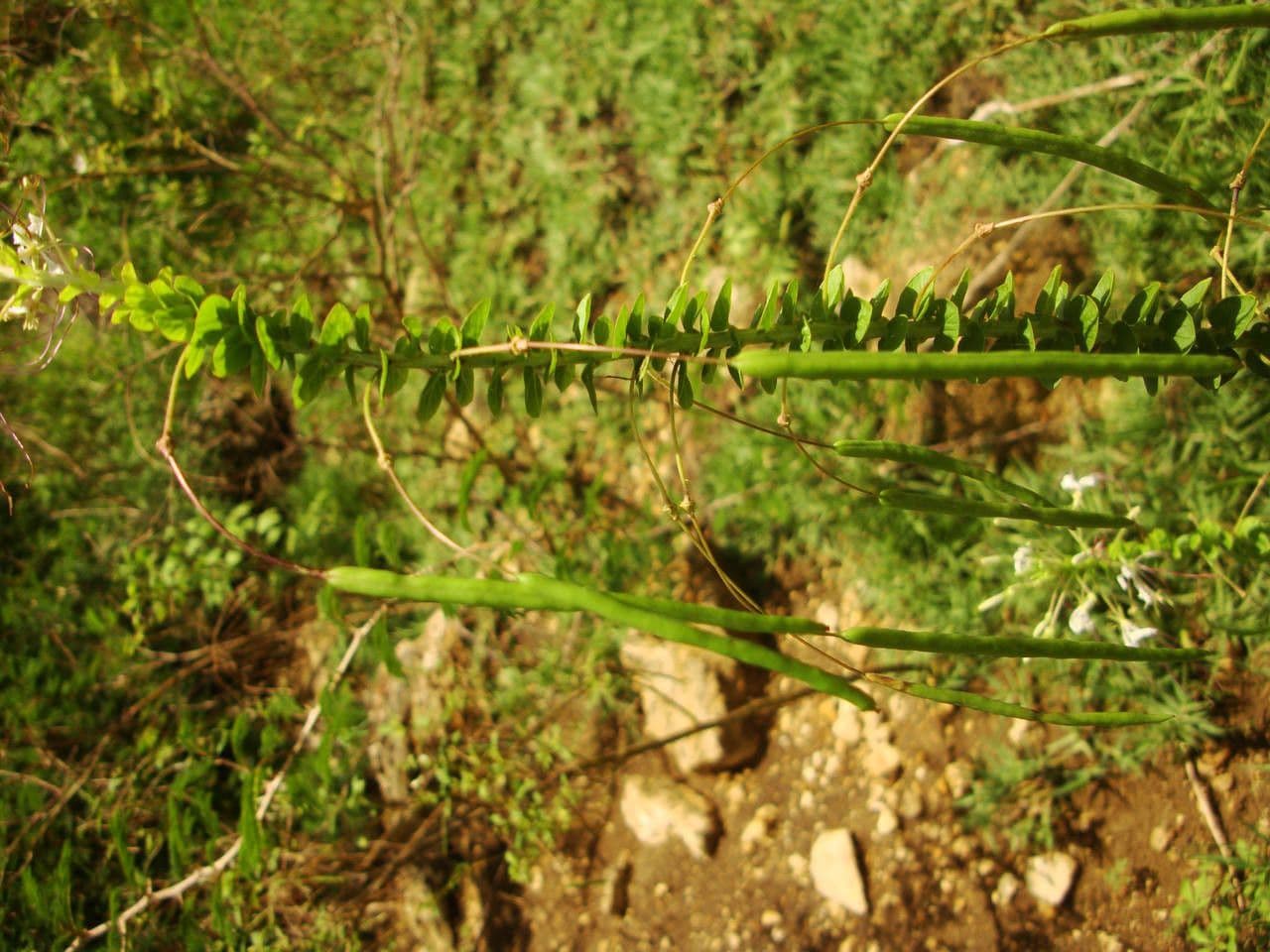 Pavučinkový kvet 13