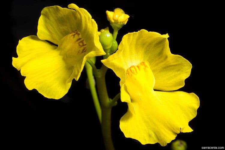 Utricularia 2