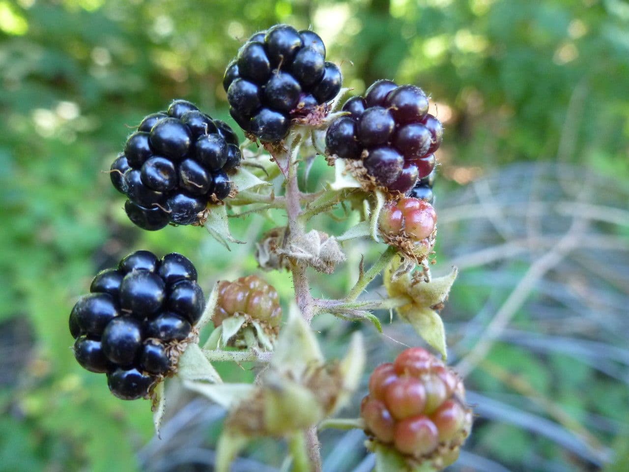 Mûron 3
