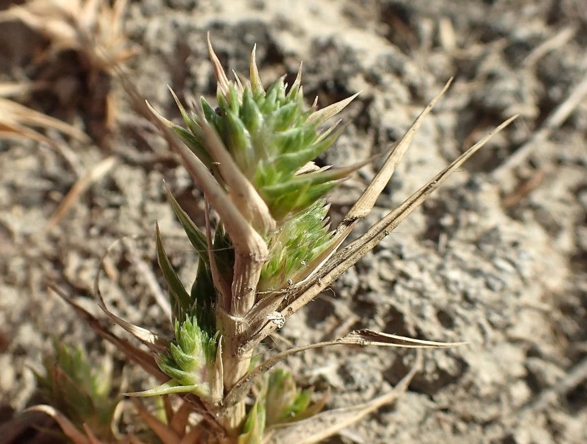 Sporobolus 10